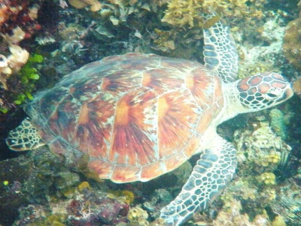 Secret Paradise Resort & Turtle Sanctuary San Vicente  Exteriör bild