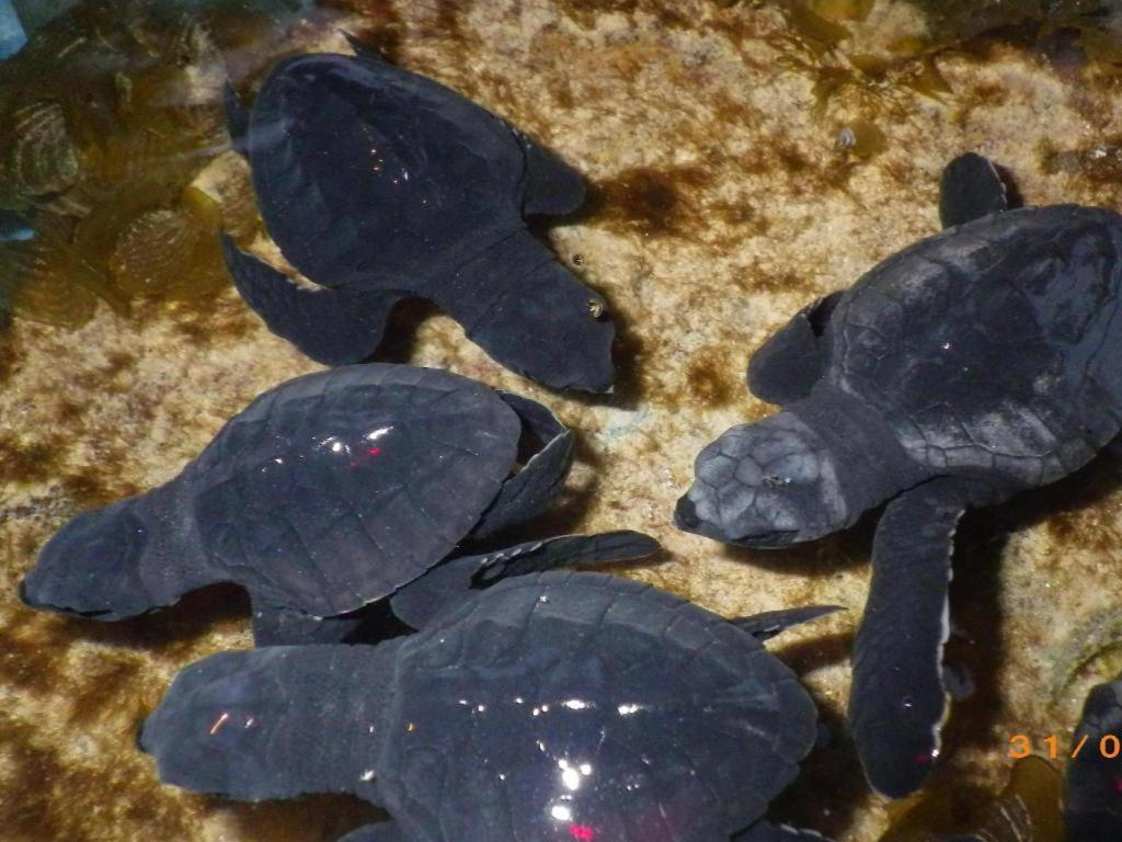 Secret Paradise Resort & Turtle Sanctuary San Vicente  Exteriör bild