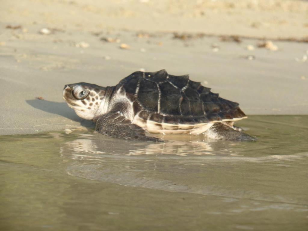 Secret Paradise Resort & Turtle Sanctuary San Vicente  Exteriör bild